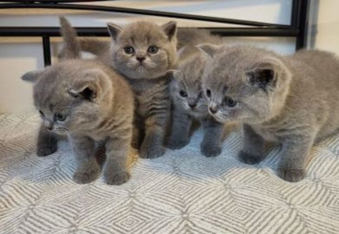 BKH Katzen babys