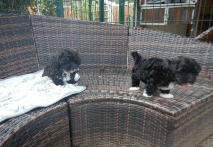 Bolonka Zwetna Welpen Nette M und W