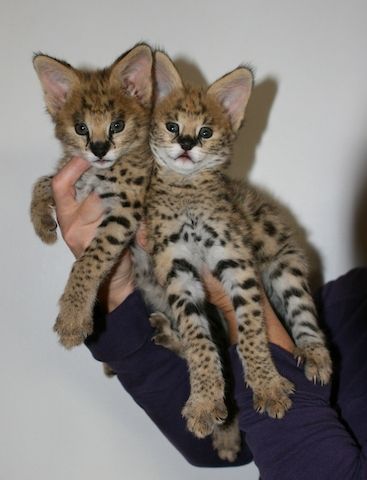 Zwei Serval Kitten abzugeben
