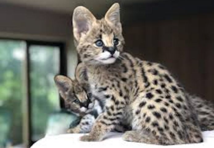Zwei Serval Kitten abzugeben