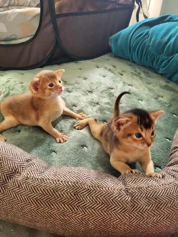 Abessinierkatze-WHATSAPP:+4915217519768