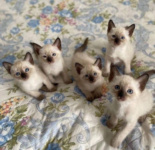 Siamkatze-WHATSAPP: +4915217519768