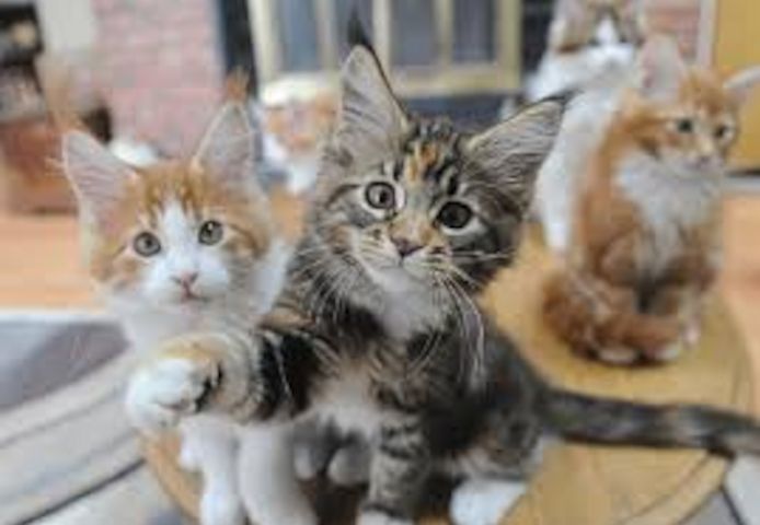 Maine Coon-WHATSAPP: +4915217519768