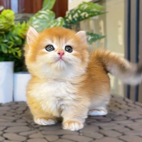 Süße Perserkatze-WHATSAPP:+4915510348975