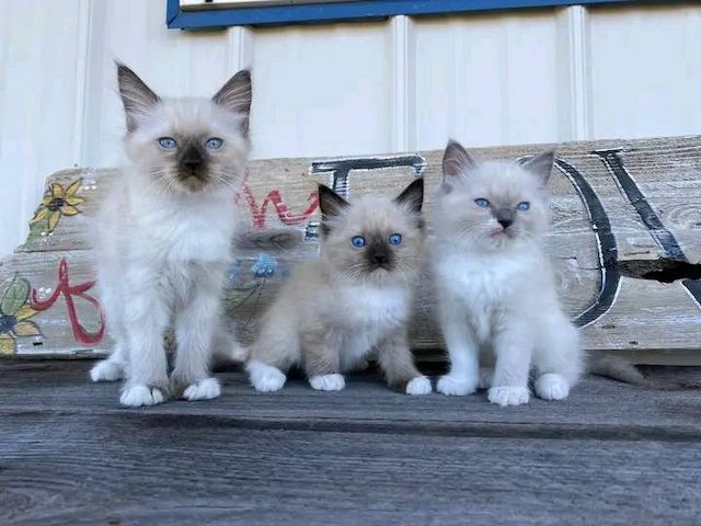 Süße Ragdoll Kitten-WHATSAPP: +4368120926227