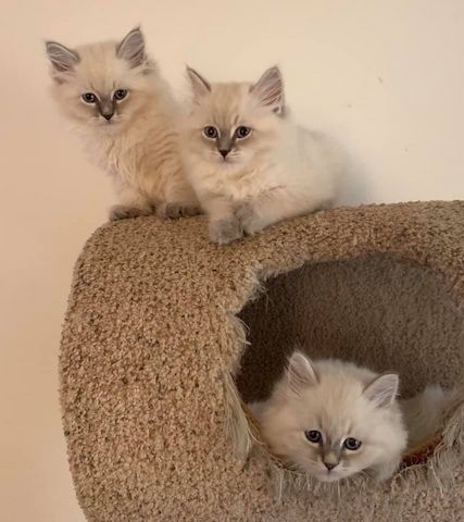 Süße Sibirische Katze-WHATSAPP: +4368120926227
