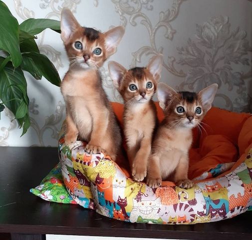 Süße Abessinierkatze-WHATSAPP: +4368120926227