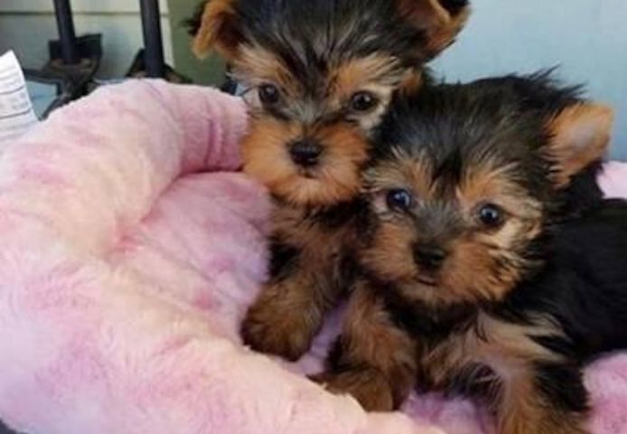 Yorkie welpen suchen neues Zuhause