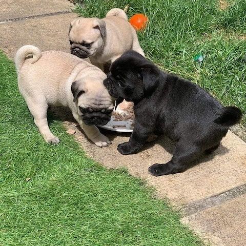 Mops welpen-WHATSAPP: +4915217519768