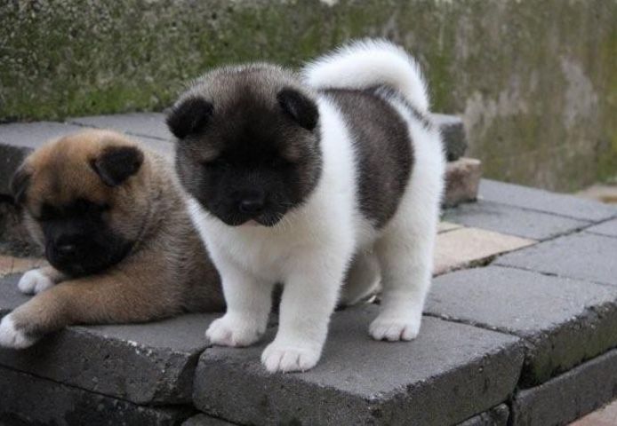 AKITA welpen suchen neues Zuhause
