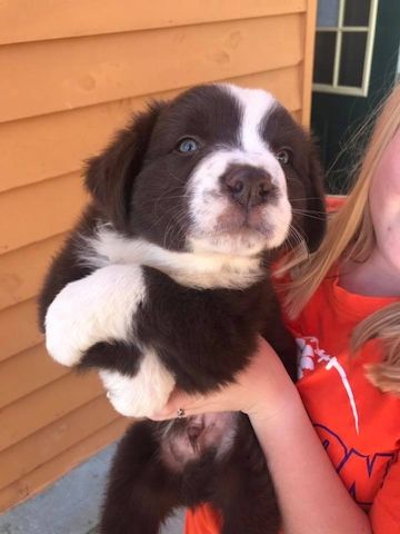 Wunderschöne Australischer Schäferhund