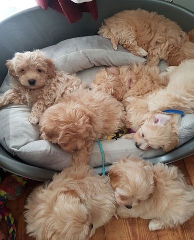 Nette M und W Maltipoo Welpen
