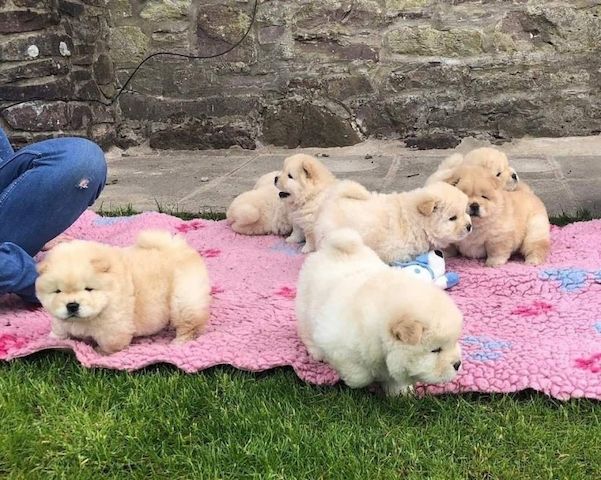 CHOW CHOW--WHATSAPP:+4915217519768