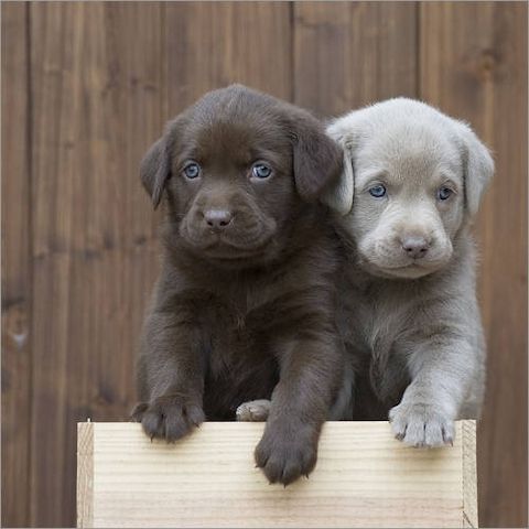 Labradorwelpen;WHATSAPP: +4915217519768
