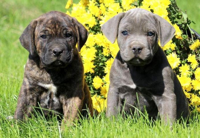 Wunderschöne Cane Corso welpen