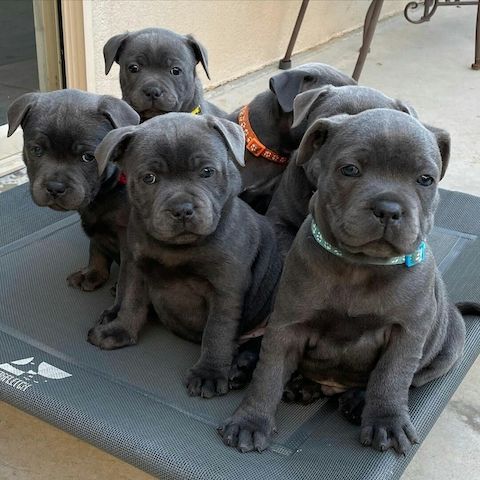 AmStaff/Pitbull-WHATSAPP:+4915217519768