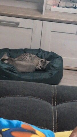 BKH Katzen