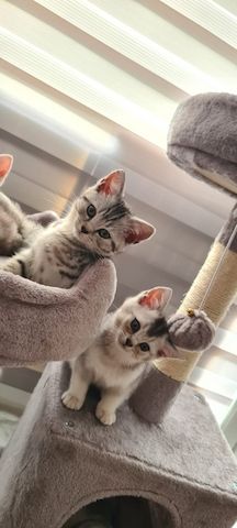 BKH Katzen