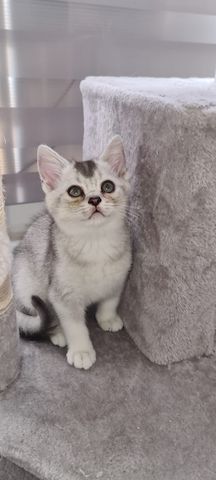 BKH Katzen