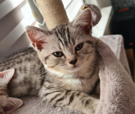 BKH Katzen