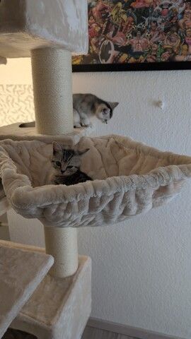 BKH Katzen