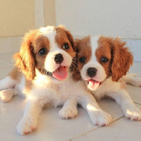 Cavalier King Charles Spaniel Welpen
