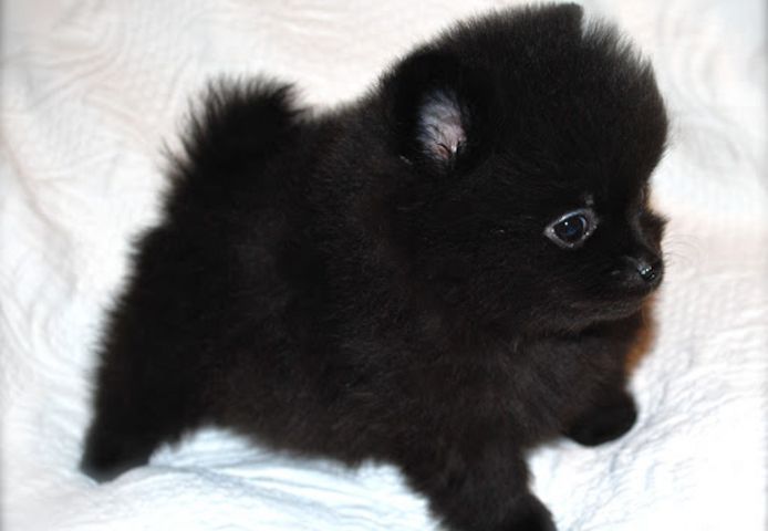 Mini Pomeranian-WHATSAPP:+4915217519768