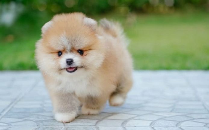 Mini Pomeranian-WHATSAPP:+4915217519768