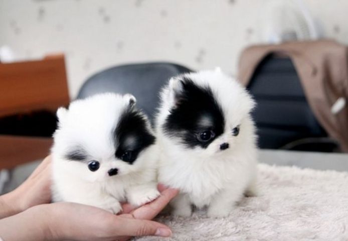 Mini Pomeranian-WHATSAPP:+4915217519768