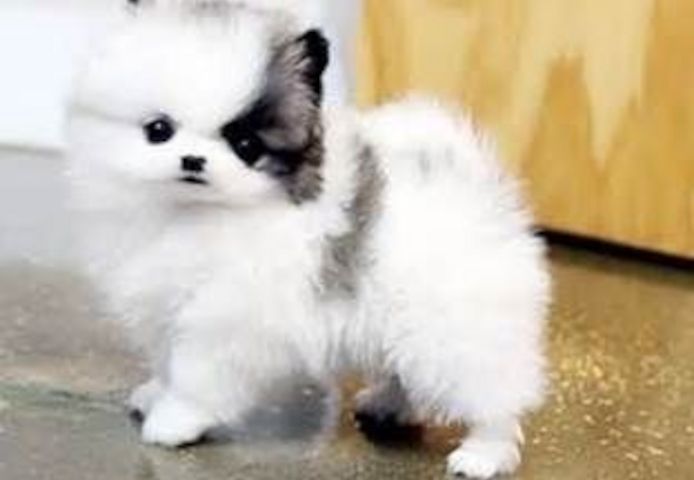 Mini Pomeranian-WHATSAPP:+4915217519768