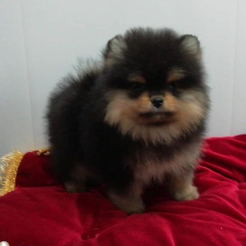 Mini Pomeranian-WHATSAPP:+4915217519768
