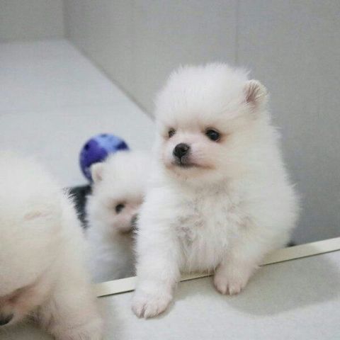 Mini Pomeranian-WHATSAPP:+4915217519768