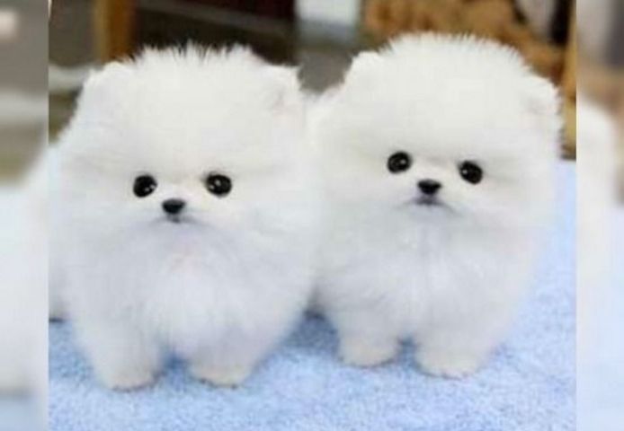 Mini Pomeranian-WHATSAPP:+4915217519768