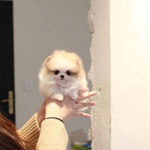 Mini Pomeranian-WHATSAPP:+4915217519768