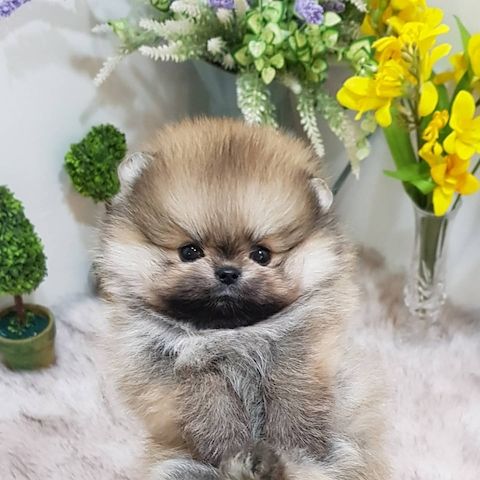 Mini Pomeranian-WHATSAPP:+4915217519768