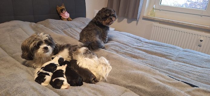 Hundewelpen