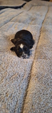 Hundewelpen