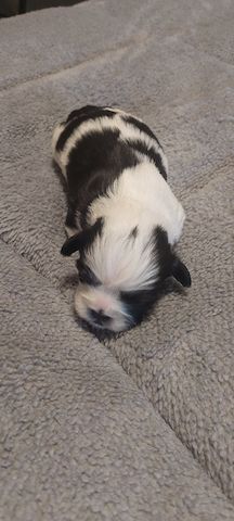 Hundewelpen