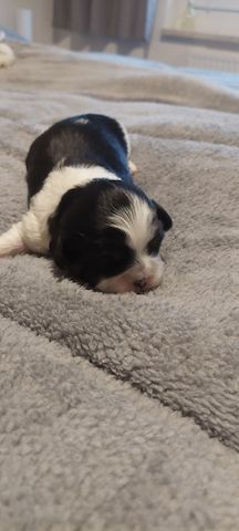 Hundewelpen