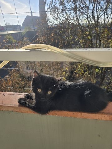 Katze