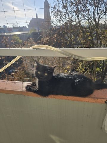 Katze