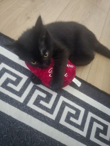 Katze