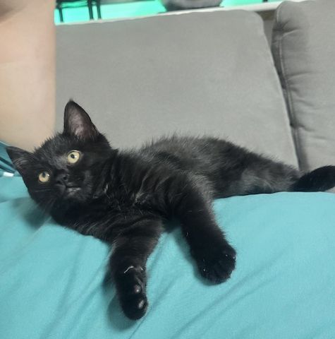 Katze