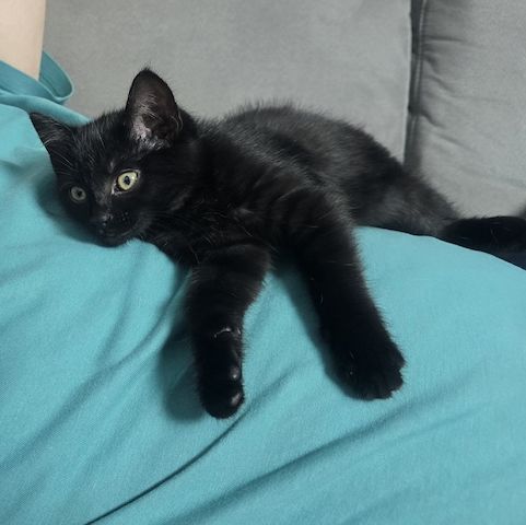Katze