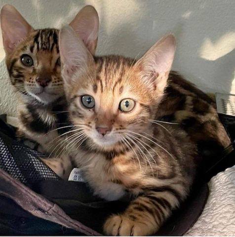 Bengal-Kätzchen bereit für dich
