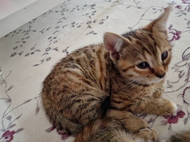 Wunderschönes Bengalmädchen sucht liebevolles Zuhause!