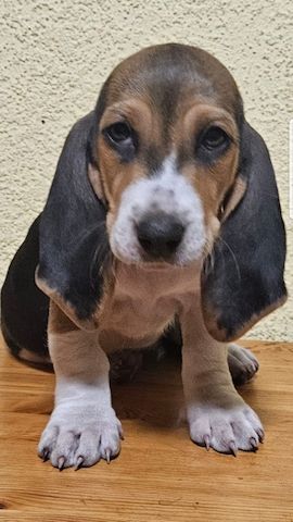 Süße Basset artesien normand Welpen