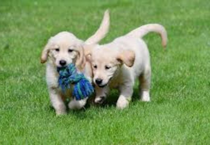Golden Retriever-WHATSAPP:+4915217519768