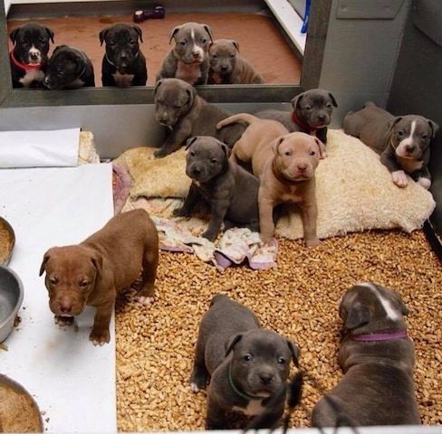 AmStaff/Pitbull-WHATSAPP...+4915510348975