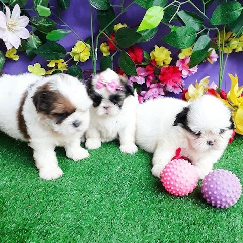 Shih Tzu--WHATSAPP: +4915217519768